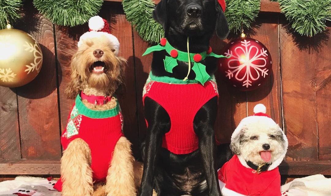 Oliver, Georgia, and also Panda awaiting their Christmas …