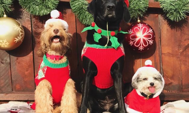 Oliver, Georgia, and also Panda awaiting their Christmas …