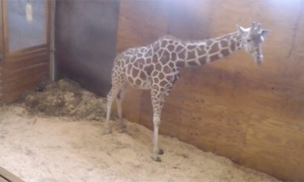 April The Giraffe Finally Gives Birth To Her Fifth Calf– Congrat …